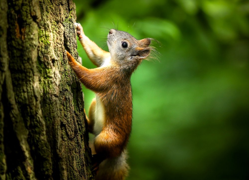 Squirrel Ready to Jump Hight