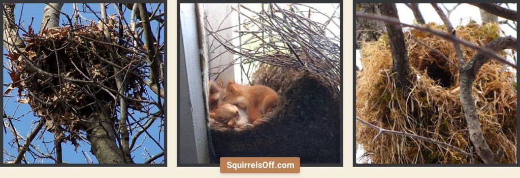 Squirrel Nests