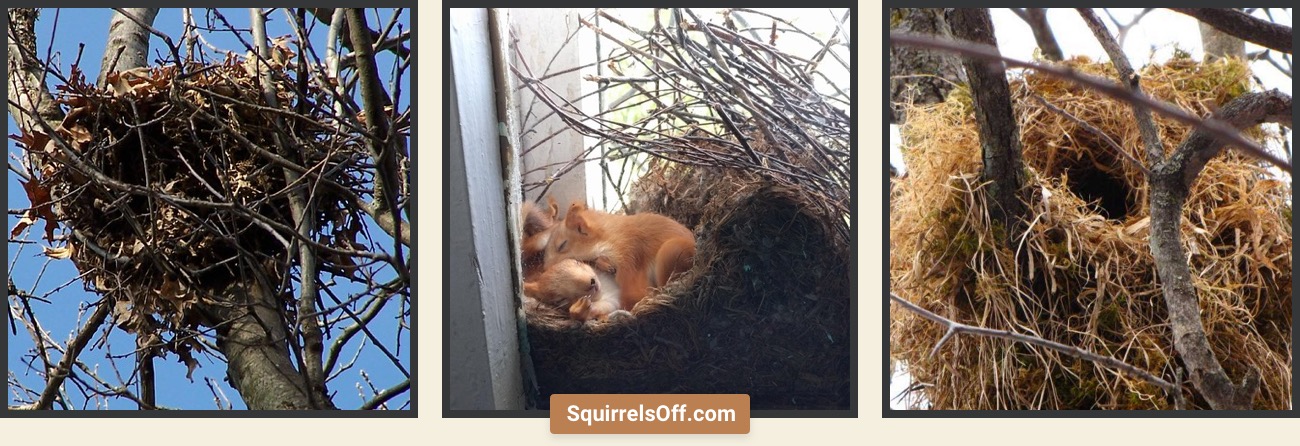 Squirrels: All You Need To Know