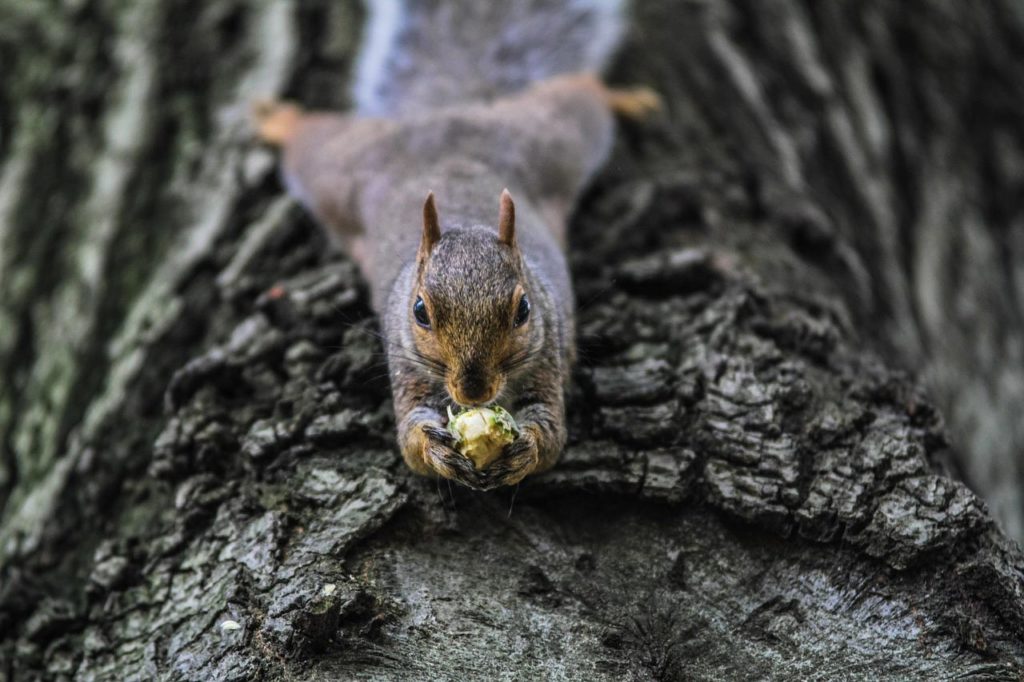 Squirrels: All You Need To Know