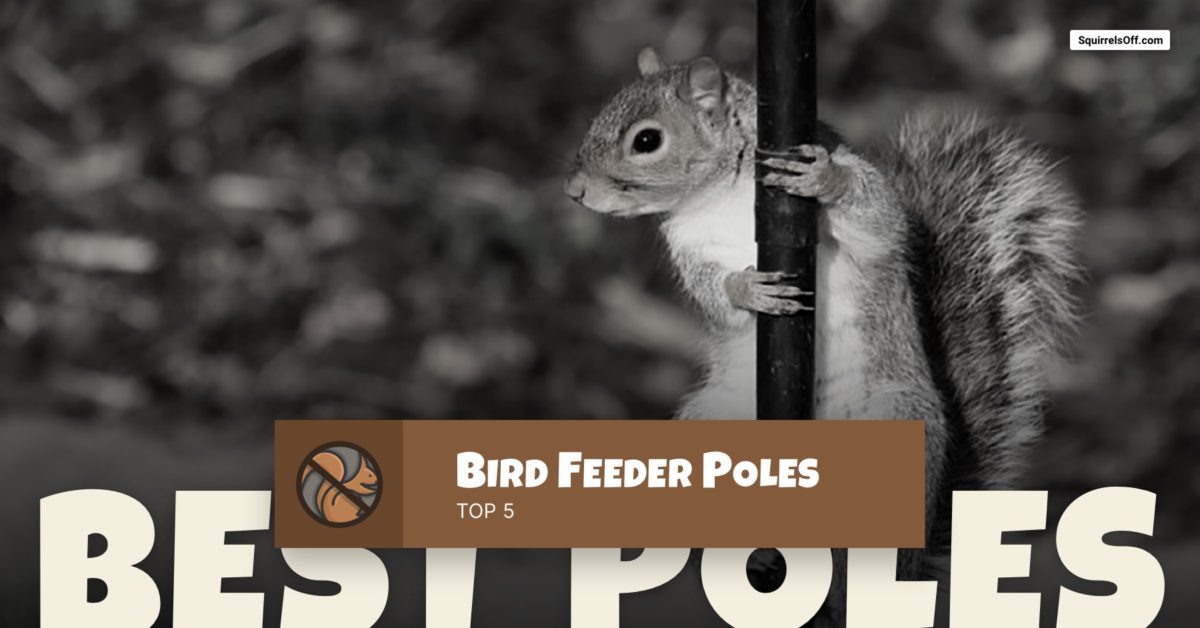 Best Bird Feeder Poles
