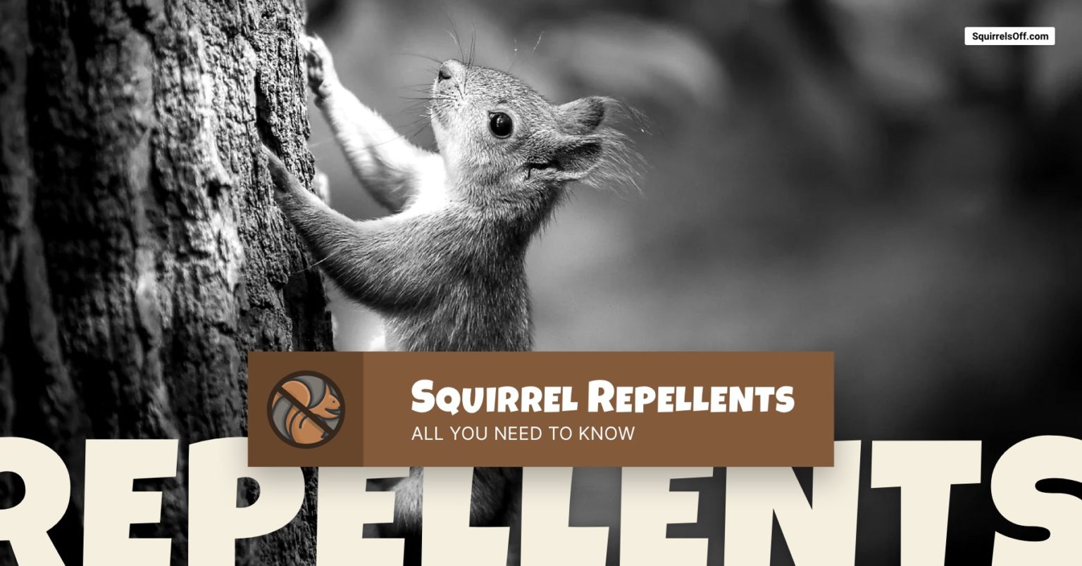 Best Squirrel Repellents - Natural, Chemical, Ultrasonic Or Homemade