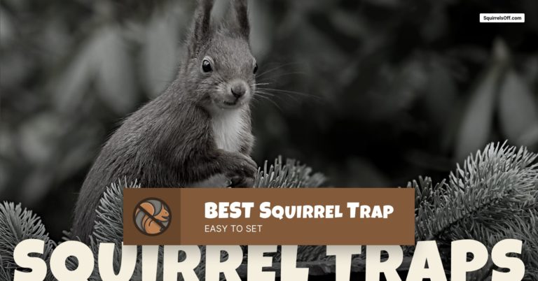 squirrel traps