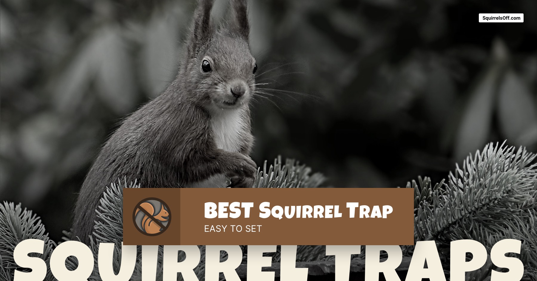 How to set and use a cage trap for squirrels 