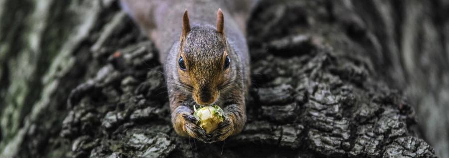 Eating Squirrel