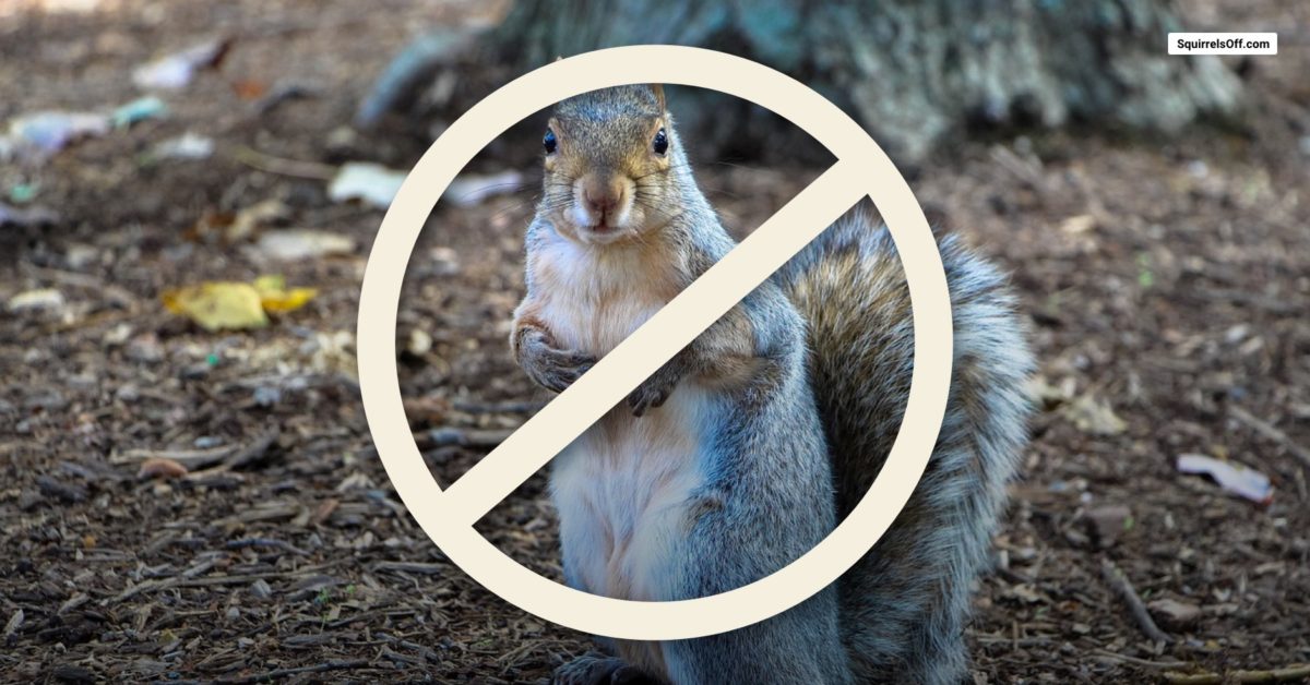 Get Rid Of Squirrels