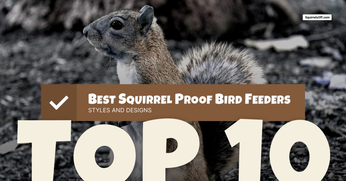 Best Squirrel Proof Bird Feeders Review The Top 10