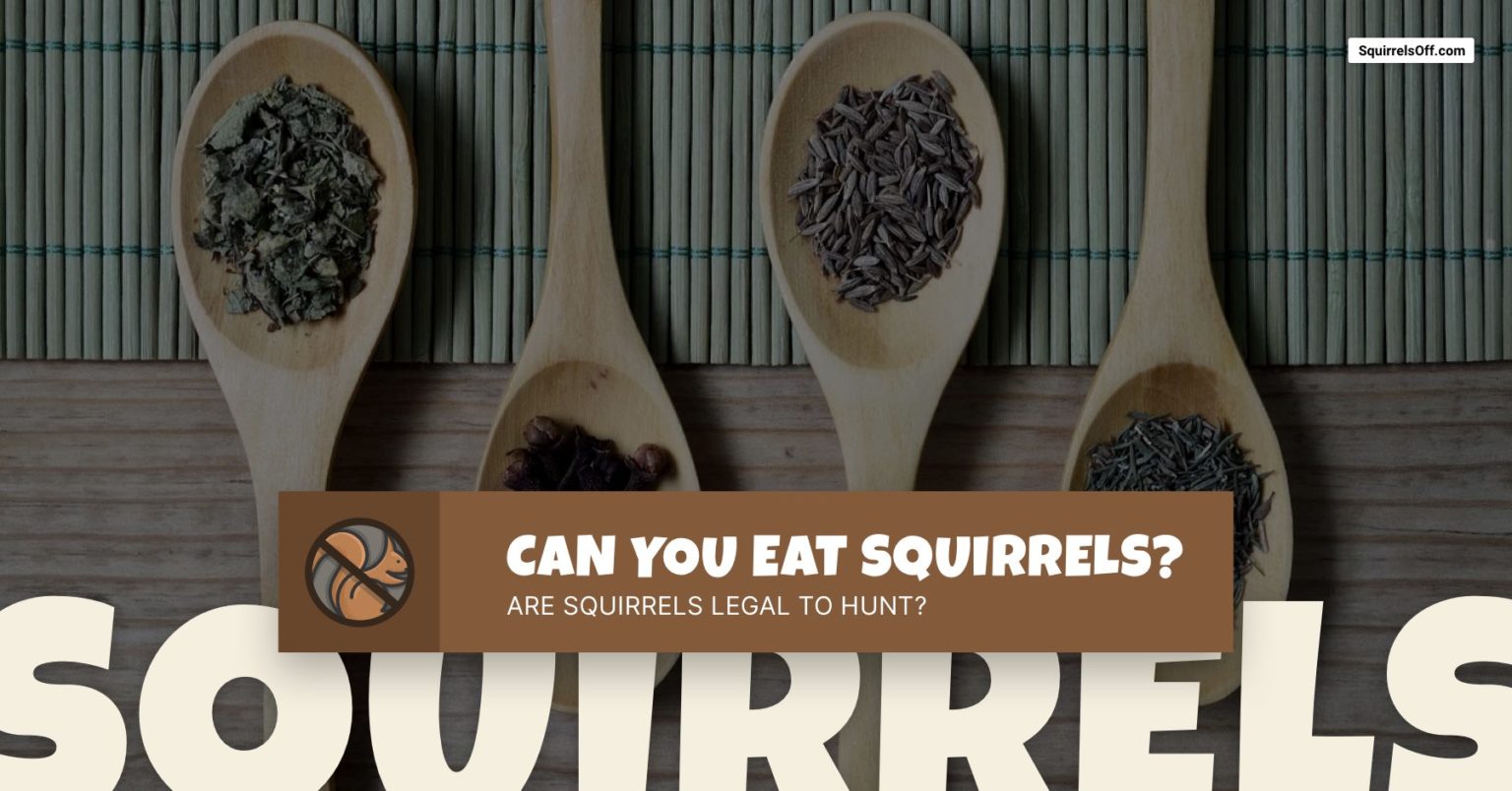 Are Squirrels Safe to Eat? - Trapping - Cleaning - Cooking - 🐿️