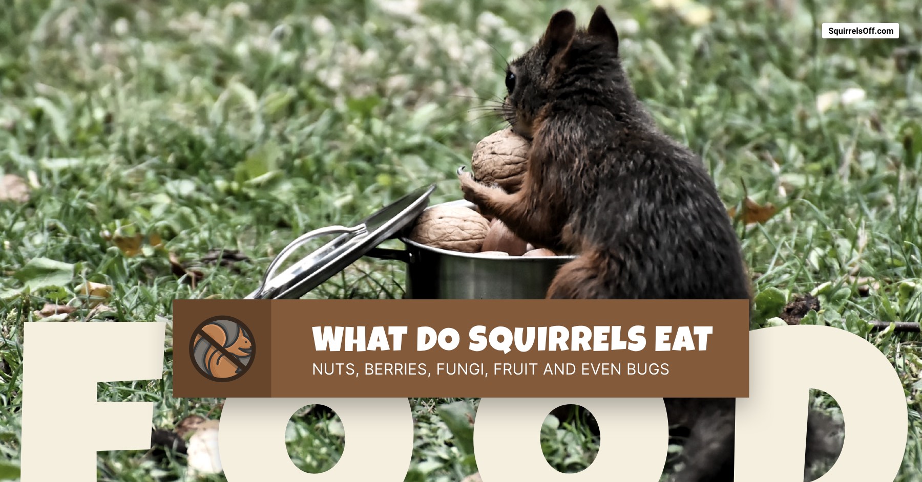 What do Squirrels Eat?