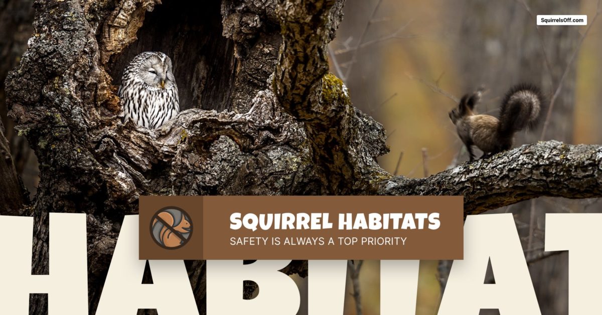 Squirrel Habitats