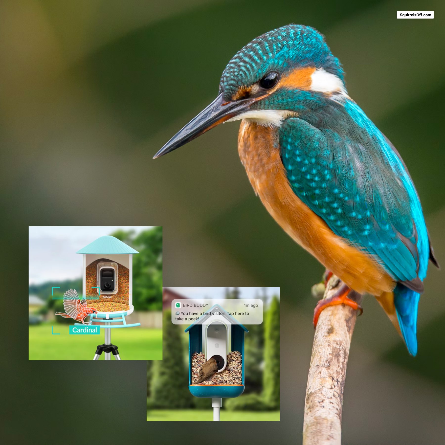 6 BEST Bird Feeder Cameras in 2024 (LIVE streaming options) - Bird Watching  HQ